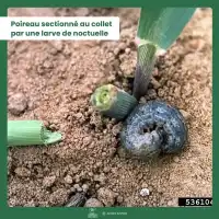 Nématodes Sc anti Vers gris, Courtilières, Doryphores, Tipules, Capnodes