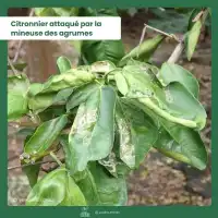 Phéromone contre la mineuse des agrumes - 2 capsules, 3 mois de protection