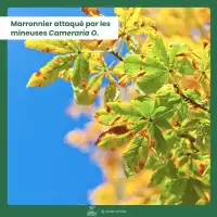 Phéromone contre la mineuse du marronnier - 2 capsules, 3 mois de protection