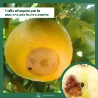 Phéromone contre la mouche méditerranéenne des fruits, Cératite - 2 capsules, 3 mois de protection