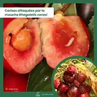 Attractif contre la mouche de la cerise - 2 capsules, 2 mois de protection