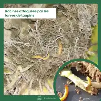 Phéromone contre les taupins Agriotes - 1 capsule, 2 mois de protection