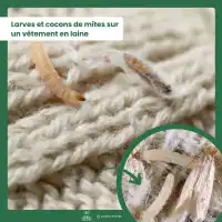 Trichogrammes, Anti mites des vêtements - 1 boite (4 semaines)