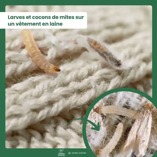 degats vetement larve mites