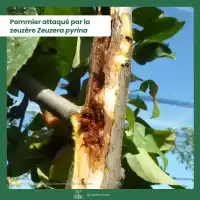 Phéromone contre la zeuzère du poirier ou pommier - 2 capsules, 3 mois de protection