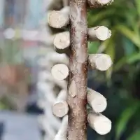 Panneau et clôture noisetier tressage horizontal ou vertical