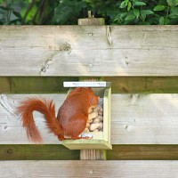 Mangeoire écureuil en bois FSC