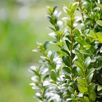 Engrais Bio-Buis 4kg - Agriculture biologique