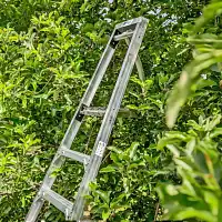 Echelle fruitière tripode Mimax - Escabeau de jardin