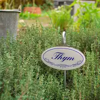 Etiquette de jardin plante aromatique Vintage