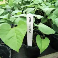 Etiquettes pour plante et potager imputrescibles x20 - L.20cm, Blanc