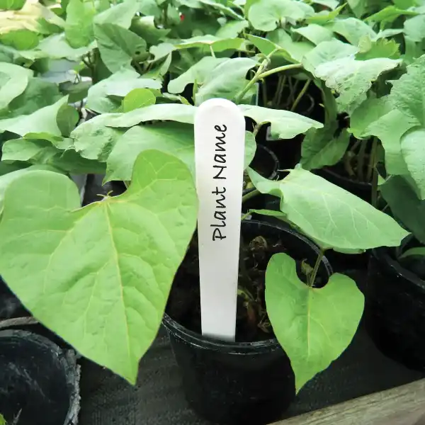 etiquettes plantes blanches impustrescibles