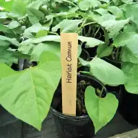 Etiquettes pour semis et plantes en bois x10 - L.15cm