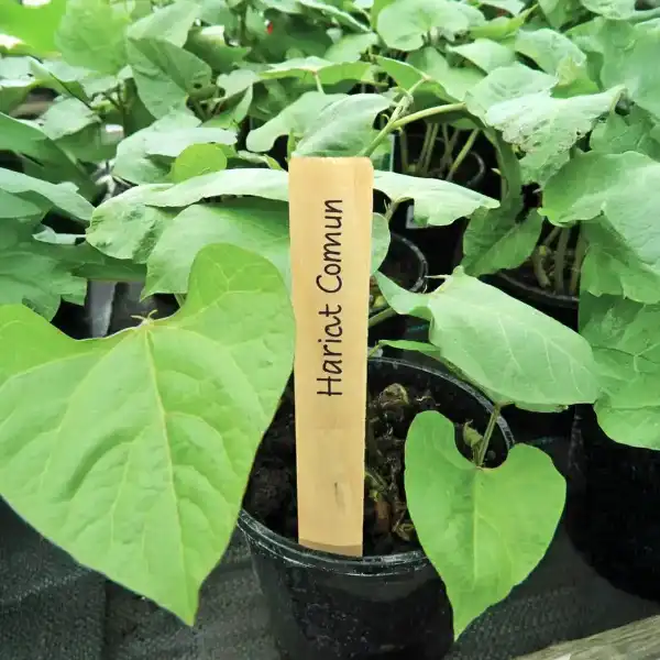 etiquettes semis bois