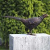 Statue faisan animal en bronze H. 34cm