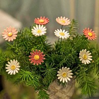 Marguerite rose - Fleur en céramique sur tige à planter