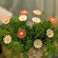 Marguerite blanche - Fleur en céramique sur tige à planter