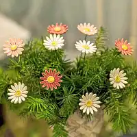 Marguerite en céramique sur tige à planter - Déco jardin