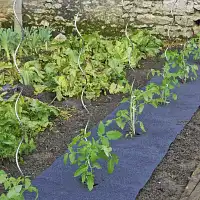 Feutre de paillage pour tomates et fraisiers pré percé 5m x 60cm  Feutre de paillage pour tomates et fraisiers pré percé 5m x 60cm
