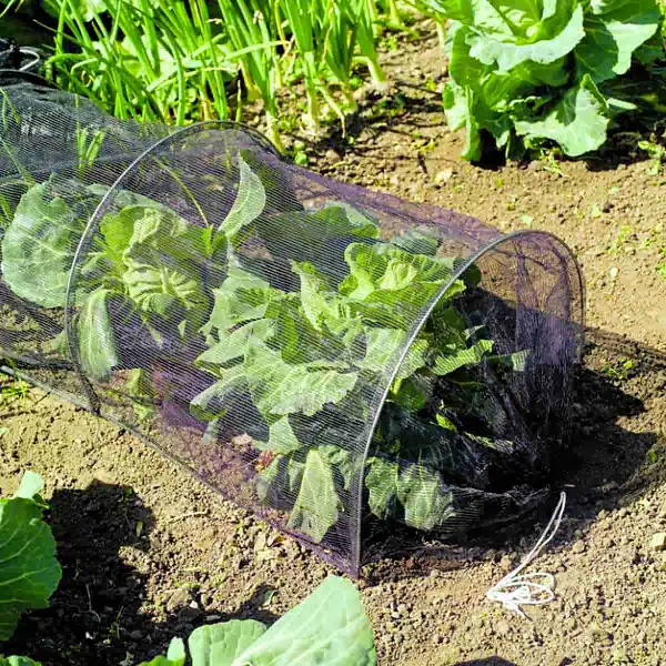 filet protection insectes potager