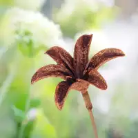 Tuteur fleur Hémérocalle en fer brut 18cm