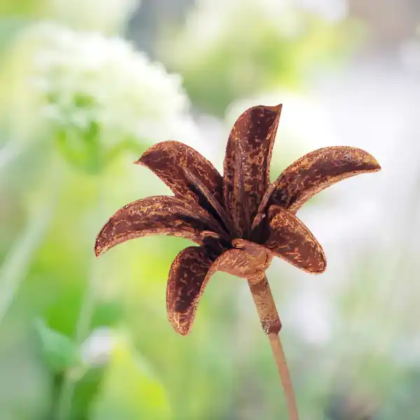 fleur acier hemerocalle