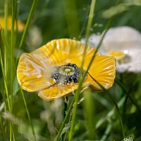 Pavot en céramique sur tige à planter - Déco jardin