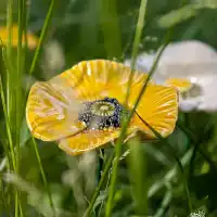 Pavot en céramique sur tige à planter - Déco jardin