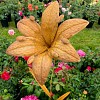 Tuteur fleur Lys en fer brut 28cm