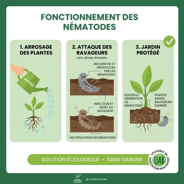 fonctionnement nematodes anti ravageurs jardin