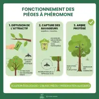 Piège collant avec phéromones contre la mineuse de la tomate x2 - Plaques engluées, diffusion 2 mois