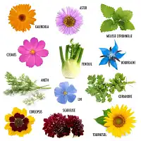 Coffret graines 12 fleurs à papillons