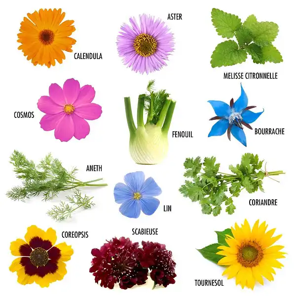 graines 12 fleurs papillon