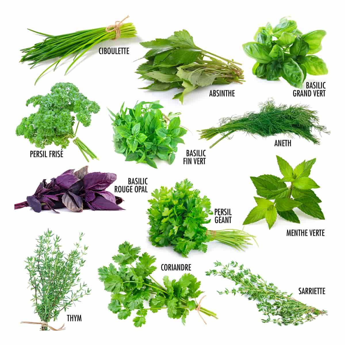 régime et herbes aromatiques