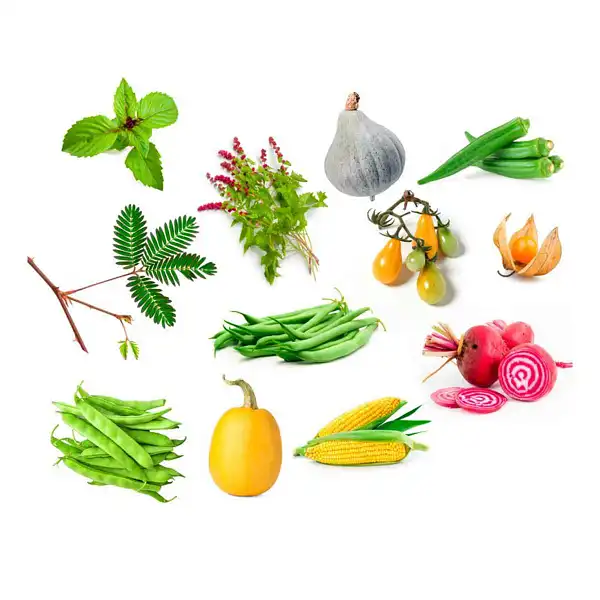 graines legumes oublies