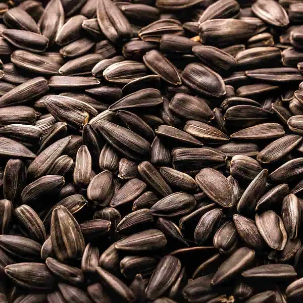 graines tournesol noires