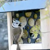 Bloc de graisse végétale pour oiseaux sans huile de palme