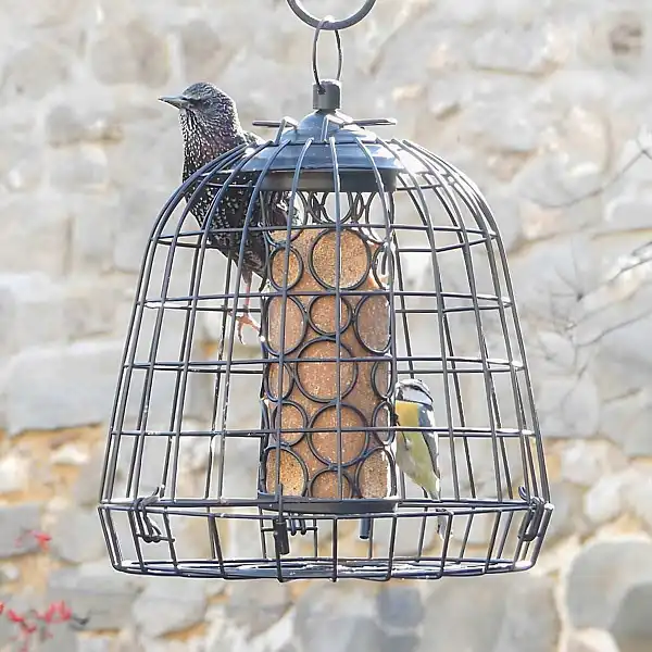 grille soucoupe anti etourneaux