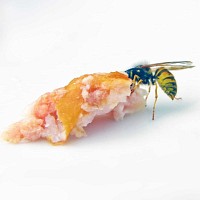 Pièges à guêpes en verre à suspendre