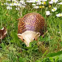 Hérisson en céramique