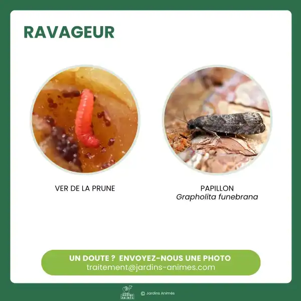 identification carpocapse prunes