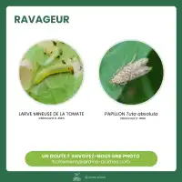 Piège collant avec phéromones contre la mineuse de la tomate x2 - Plaques engluées, diffusion 2 mois