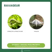 Phéromone contre la Pyrale du buis longue durée, Ginko Buxus - Protection saison complète