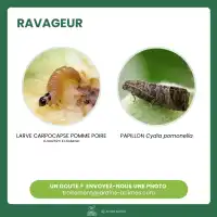 Piège collant avec phéromones contre le carpocapse des pommes et poires x2 - Plaques engluées, diffusion 2 mois