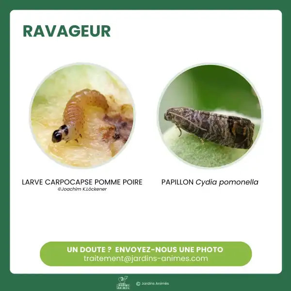 identification ver pomme poire