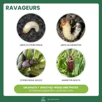 Nématodes Hb anti vers blancs Hannetons et Otiorhynques - 5 millions pour 10m2