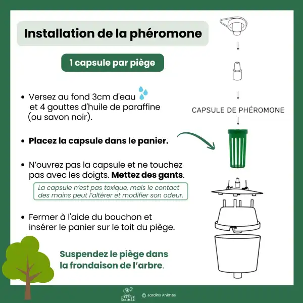 installation pheromone piege