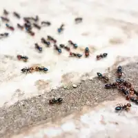 Granulés anti-fourmis au Spinosad - Poudreuse 500g
