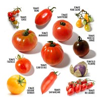 Coffret graines 12 tomates anciennes