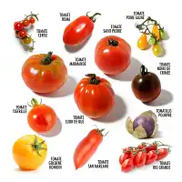 Coffret graines 12 tomates anciennes  Coffret graines 12 tomates anciennes